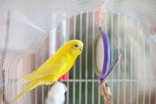 Beautiful colored parrots in a cage at home. Cute pet. Selective focus.