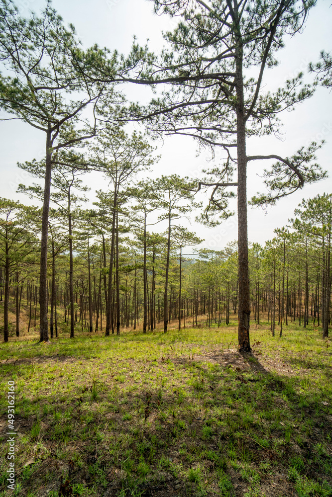 Amazing landscape of Da Lat city, Vietnam