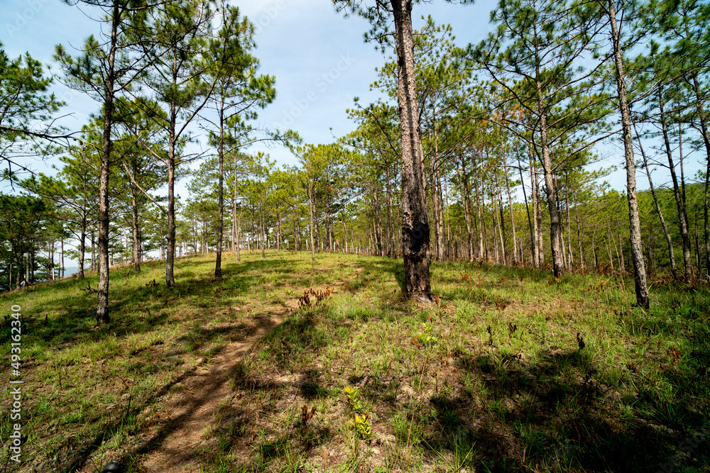 Obraz premium Amazing landscape of Da Lat city, Vietnam