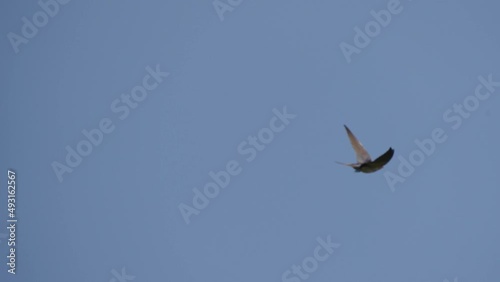 Following single swallow flying across the blue sky photo