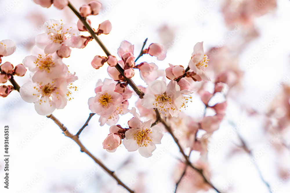 spring spring