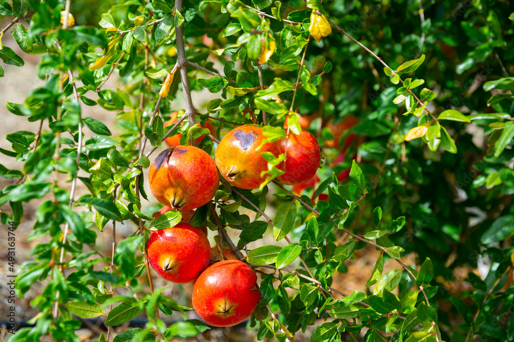 Closeup of ripe pomegranate fruits hanging on tree branches in orchard. Harvest time