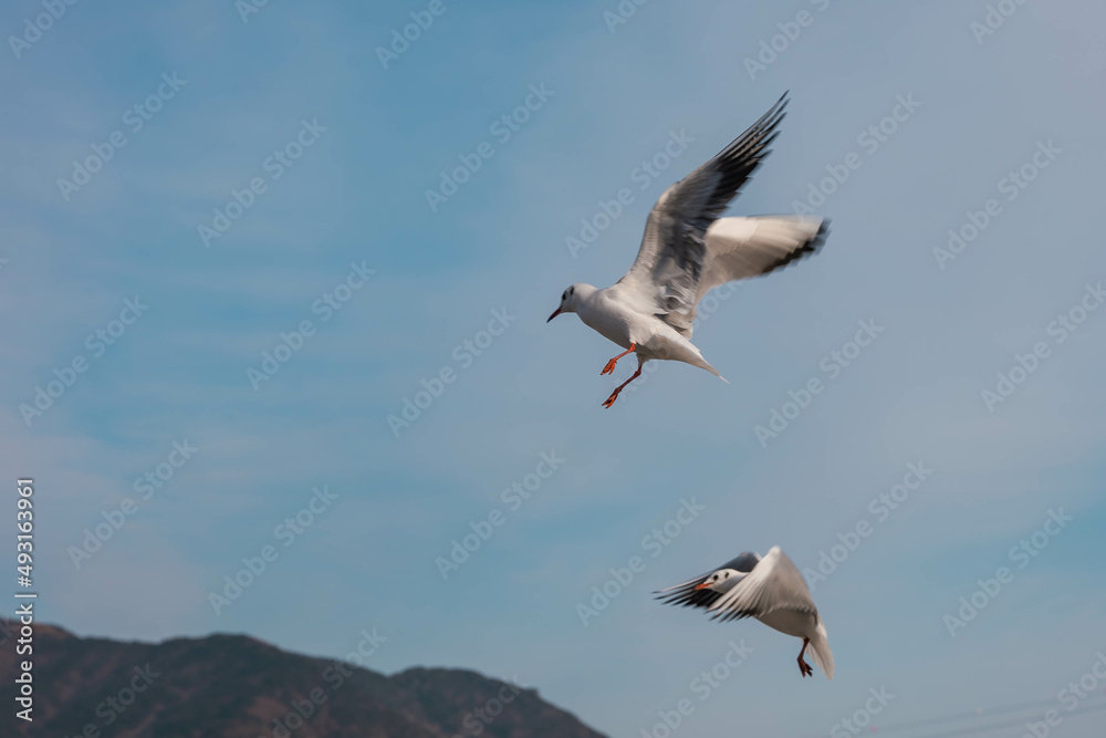 Obraz premium black headed gull