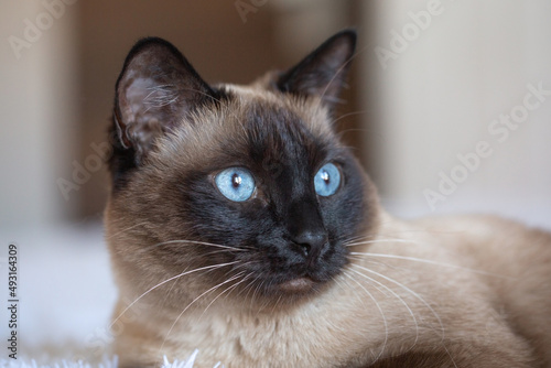 Beautiful Siamese cat with blue eyes. Purebred pet at home. © Кристина Корнеева