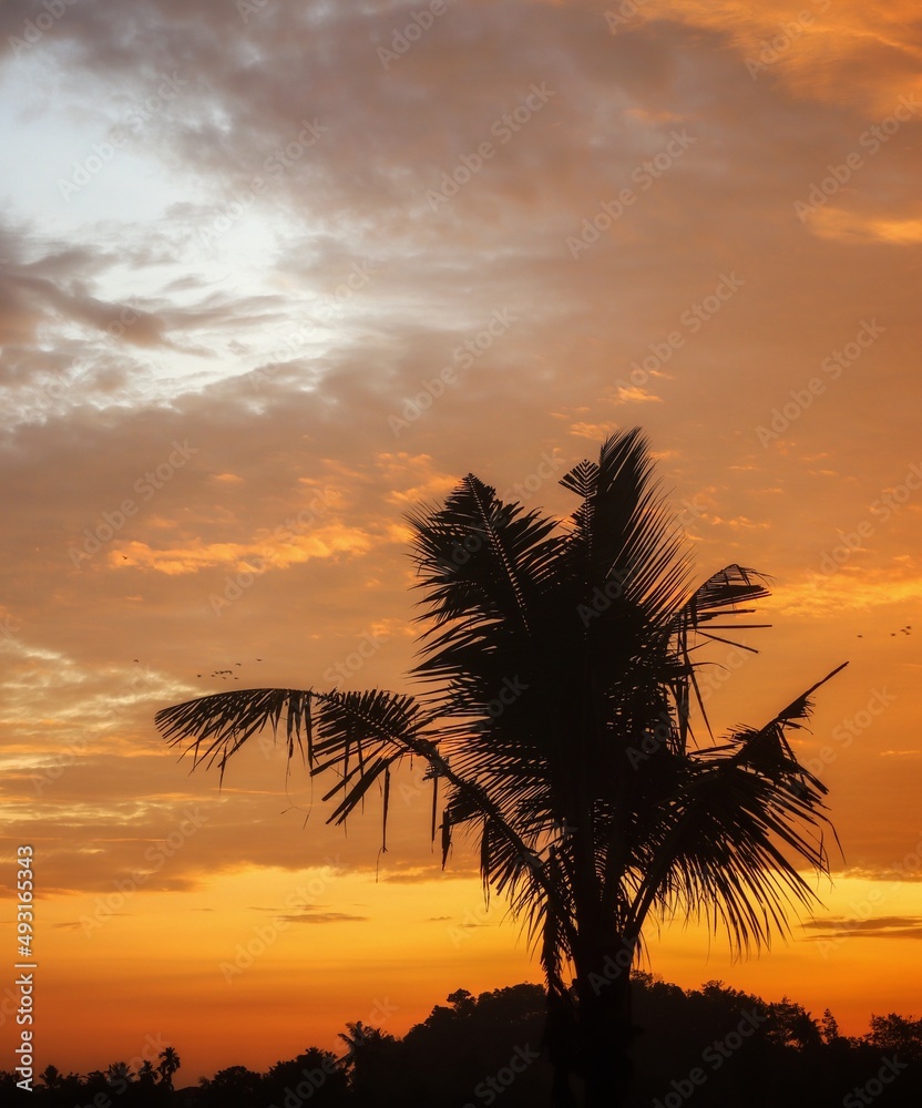 coconut trees at sunset