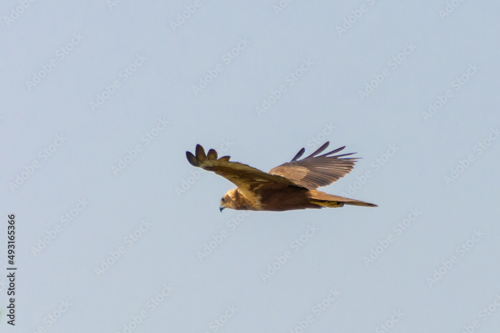 Fototapeta premium Eastern imperial eagle
