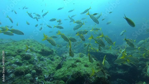 A bluestriped grunt fish shoal in Fernando de Noronha. Marine life. Scuba diving. Brazil