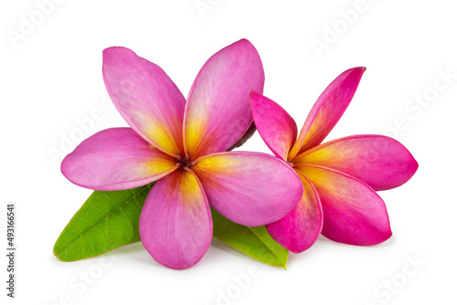 Blooming pink frangipani or plumeria rubra flowers with leaves isolated on white background with clipping path  cutout. 