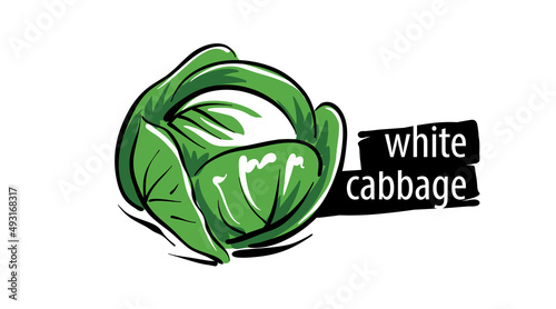 Drawn cabbage isolated on a white background