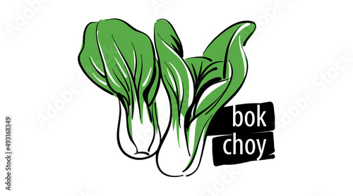 Drawn bok choy isolated on a white background