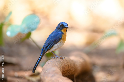 Closeup male bird of Hill Blue Flycatcher