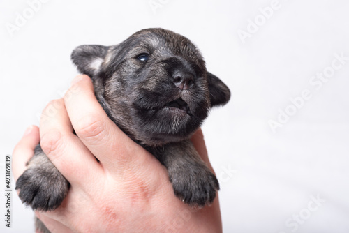 A small newborn puppy on the owner's hand. A small puppy squeaks, whines on a white background. Pet care. photo