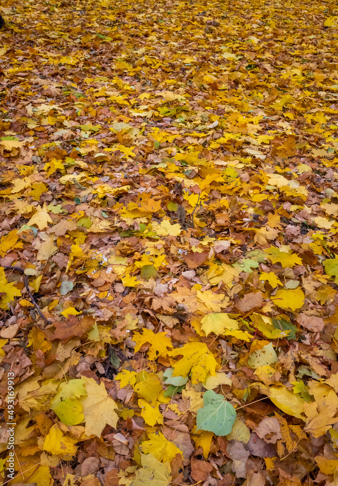 Yellow leaves on the ground, autumn landscape. Yellow leaves on the ground, autumn landscape.
