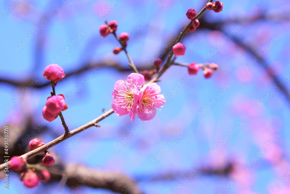 花香りだす梅。