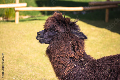 Black brown llama (Lama glama), alpaca in pen at pasture, eco-farm, contact zoo. Funny black South American mammal, domesticated by Native Americans. South American camel in ranch paddock. photo