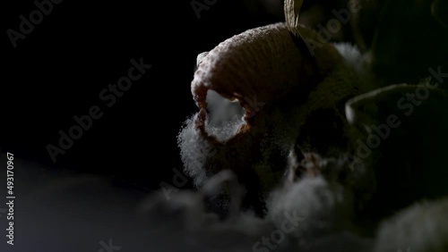 Beautiful close up of decomposing fungi on the forest floor, revealed by torchlight (4K) photo