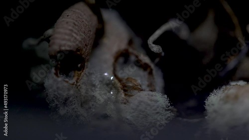 Extreme close up of mysterious fungi formation revealed by torchlight (4k)