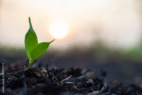 Small sapling. The seedlings grow under sunlight and in ash areas after a fire. Conservation of the environment. World Environment Day.