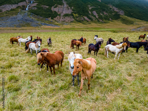 Aerial view of the magnificent Icelandic Horses - wild stallions