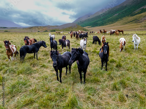 Aerial view of the magnificent Icelandic Horses - wild stallions © Gian
