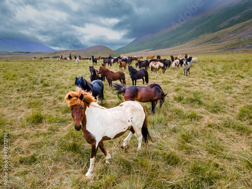 Aerial view of the magnificent Icelandic Horses - wild stallions