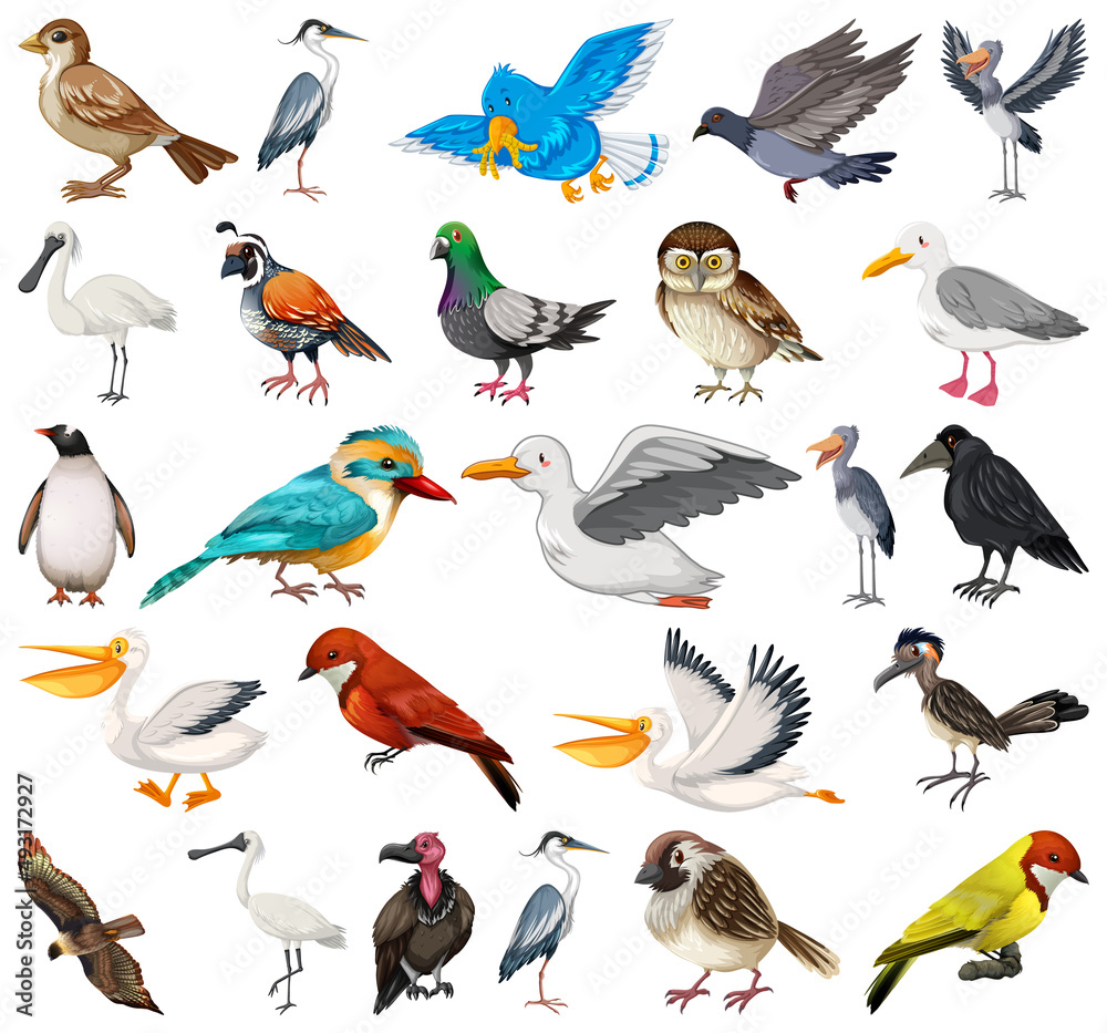 Different kinds of birds collection Different kinds of birds collection