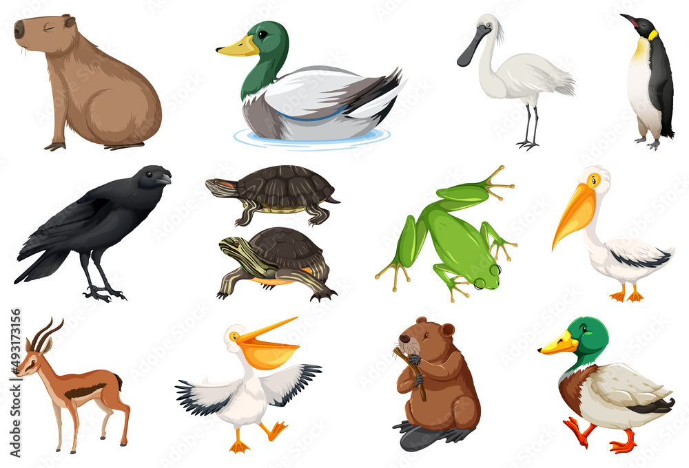 Set of different kinds of animals Set of different kinds of animals