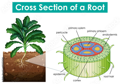 Diagram showing cross section of a root