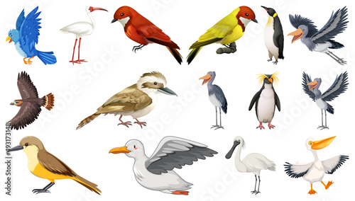 Different kinds of birds collection