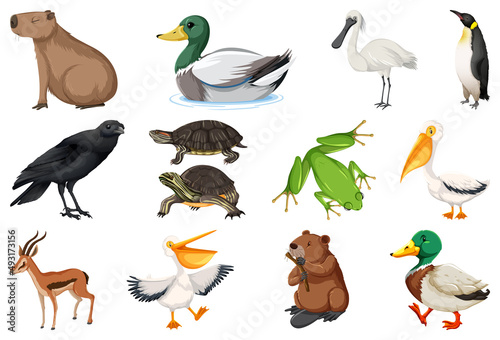 Set of different kinds of animals