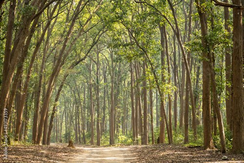 Scenic landscape view of forest trail or safari track or main road with canopy of tall and long sal trees at dhikala zone jim corbett national park or tiger reserve uttarakand india - Shorea robusta photo
