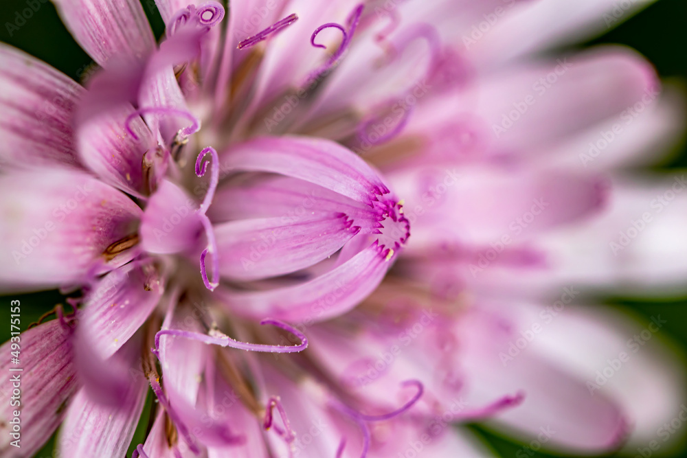 Scorzonera rosea flower in mountains, close up shoot	