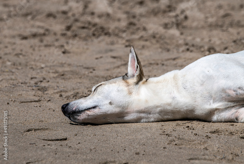light dog close-up sleeping on the sand on the beach