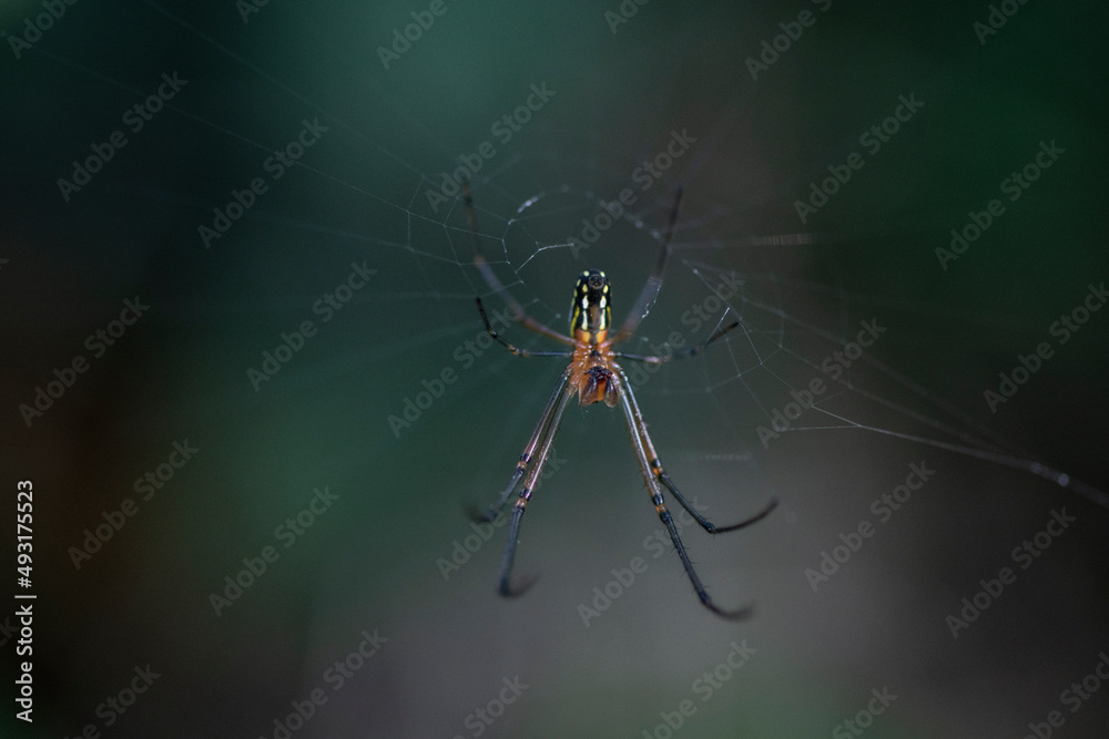 A spider prepares a web for prey in the forest of the Dominican Republic A spider prepares a web for prey in the forest of the Dominican Republic