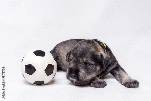 A small newborn puppy lies on a white blanket and looks at a toy soccer ball. Small black miniature schnauzer puppy © Alena