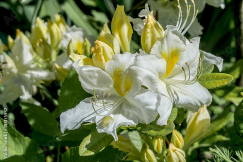 Fotografie, Obraz Azalea Mollis Hybrid 'Oxydol' (Rhododendron x mollis) in garden