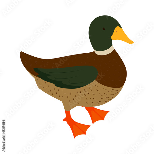 Poultry Farm Drake Composition