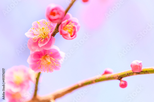 梅の花「クローズアップ」(梅林公園)百梅園
Plum blossom 