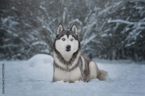 siberian husky in snow