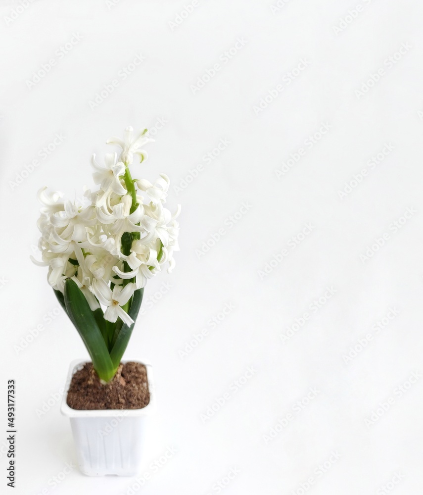 flower hyacinth white in a pot, spring flowers