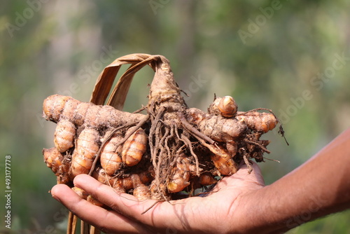 Turmeric which is freshly pulled out from soil along with dry plant held in the hand, Turmeric for skin care, medicine and as a food coloring
