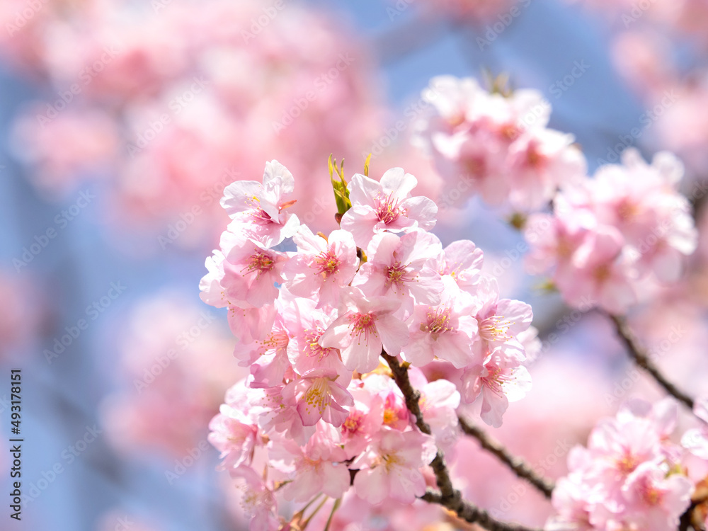 サクラの花 サクラの花