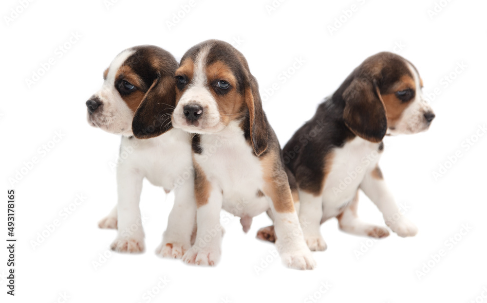 Dog puppies isolated on white background.