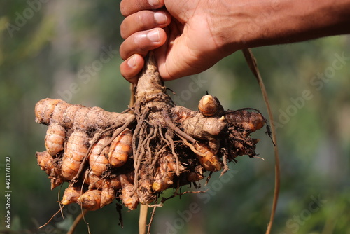 Fresh turmeric which is pulled out from the ground along with its plant held in hand on a nature background