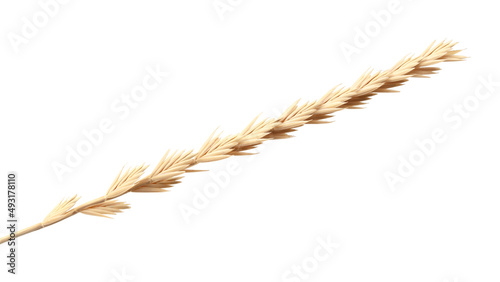 Dry ear of grass isolated on white background.