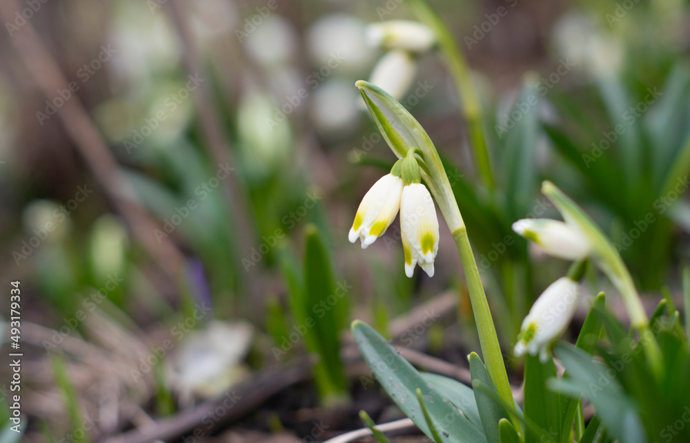 Snowdrops primroses. First spring flowers in the snow Snowdrops primroses. First spring flowers in the snow