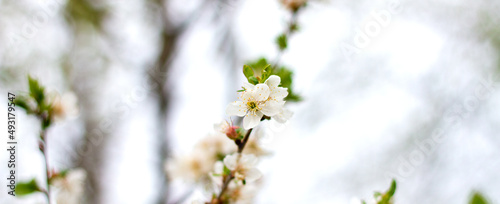 White flowers on trees with copy space. Branches of a blossoming tree, pure natural spring background