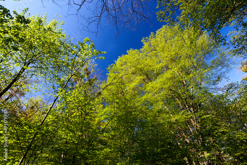 Fototapeta Naklejka Na Ścianę i Meble -  young green foliage on different types of trees