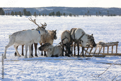 Reindeer team of Nenets reindeer herders on vacation in the tundra of Yamal