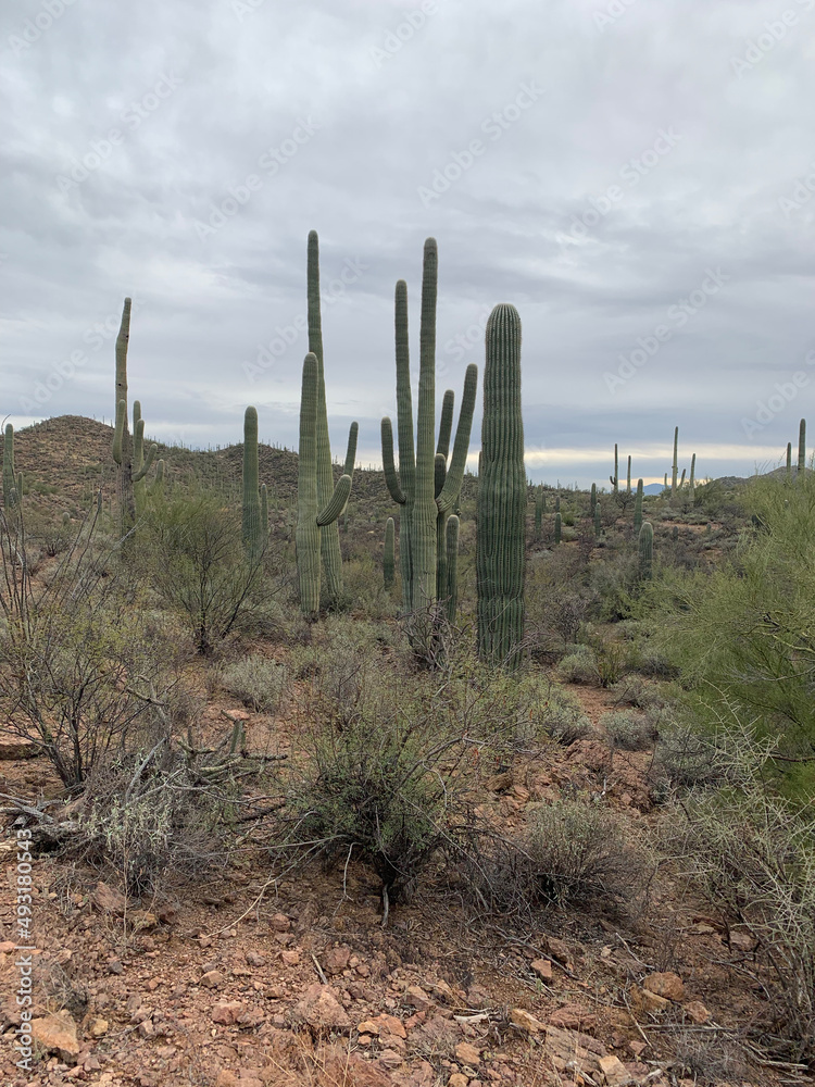 cactus in the desert